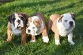 Engelse bulldog pups - 1 - Thumbnail