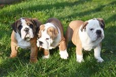 Engelse bulldog pups
