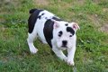 Engelse bulldog pups - 4 - Thumbnail
