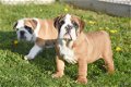 Engelse bulldog pups - 5 - Thumbnail