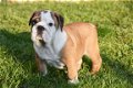 Engelse bulldog pups - 6 - Thumbnail
