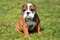 Engelse bulldog pups - 7 - Thumbnail