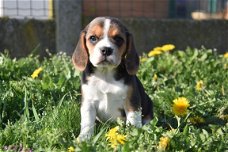 Beagle pups