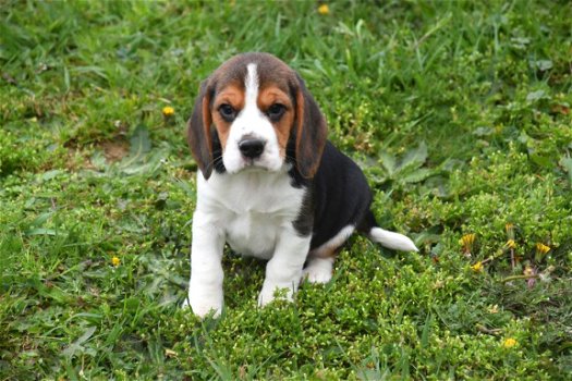 Beagle pups - 2