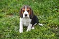 Beagle pups - 2 - Thumbnail