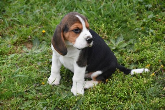 Beagle pups - 4