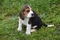 Beagle pups - 4 - Thumbnail