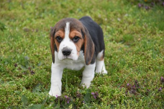 Beagle pups - 5