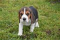 Beagle pups - 5 - Thumbnail