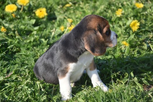 Beagle pups - 3