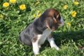 Beagle pups - 3 - Thumbnail