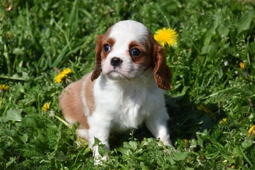 Cavalier king charles pups - 1