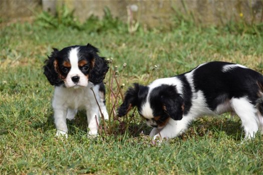 Cavalier king charles pups - 2