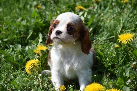 Cavalier king charles pups - 3