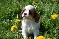 Cavalier king charles pups - 3 - Thumbnail