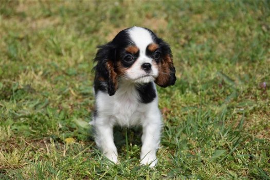 Cavalier king charles pups - 4