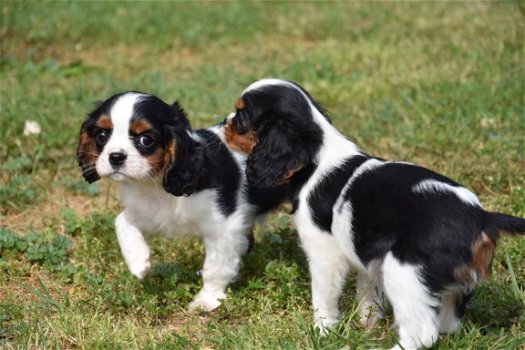 Cavalier king charles pups - 5