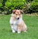 Schotse collie pups - 1 - Thumbnail