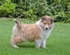 Schotse collie pups - 2 - Thumbnail
