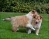 Schotse collie pups - 6 - Thumbnail