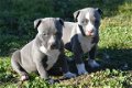 Amerikaanse stafford pups - 1 - Thumbnail