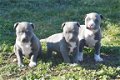 Amerikaanse stafford pups - 4 - Thumbnail