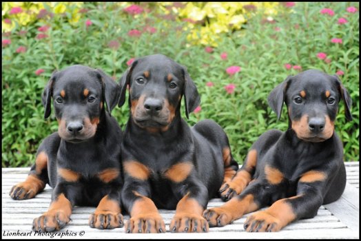 Dobermann pups - 1