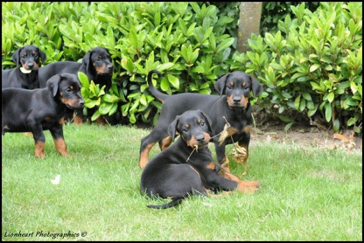 Dobermann pups - 2