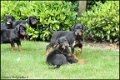 Dobermann pups - 2 - Thumbnail