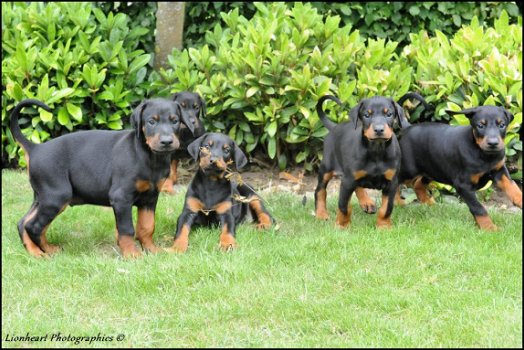 Dobermann pups - 3