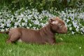 Pitbull pups - 2 - Thumbnail