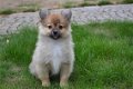 Keeshond pups - 1 - Thumbnail