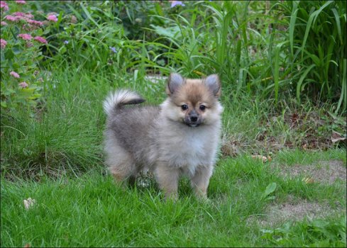 Keeshond pups - 4