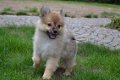 Keeshond pups - 6 - Thumbnail