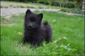 Keeshond pups - 7 - Thumbnail