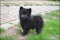 Keeshond pups - 2 - Thumbnail