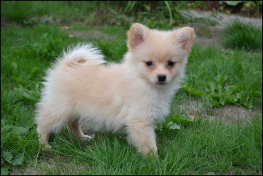 Keeshond pups - 5