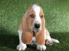 Basset Hund Pups nu