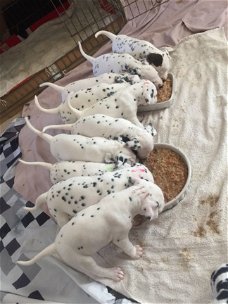D-Dalmatian Pups
