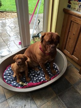 Dogue De Bordeaux Puppies - 1