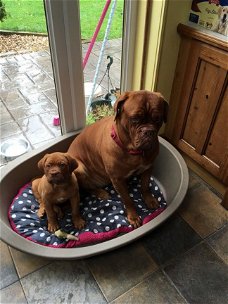 Dogue De Bordeaux Puppies