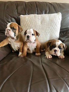 Engelse Bulldog Pups nu