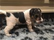Fox Terrier Puppies - 1 - Thumbnail