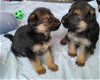 D-Duitse herder Pups - 1 - Thumbnail