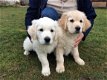 Golden Retriever Puppies - 1 - Thumbnail