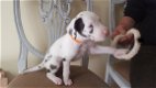 Great Dane Puppies - 1 - Thumbnail