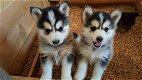 Siberische Husky Puppies - 1 - Thumbnail