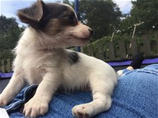 Jack Russell Puppies