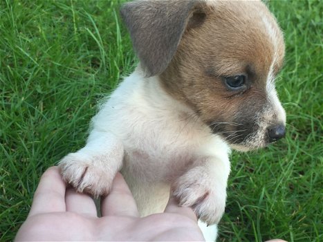 Jack Russell Puppies - 2