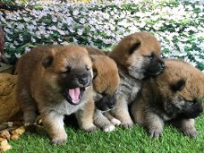 Japanese Shiba Inu Puppies